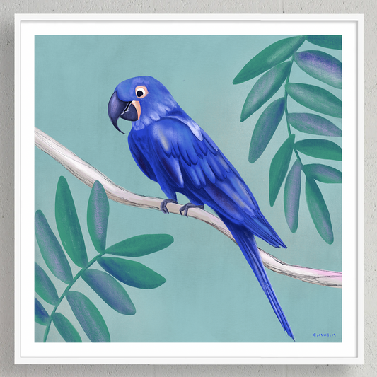 Macaw bird - print